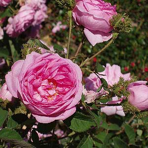 CHAPEAU DE NAPOLEON (Rosa Centifolia)