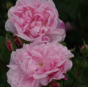 FANTIN LATOUR (Rosa Centifolia)