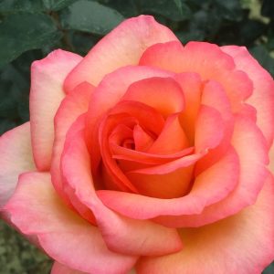 ROSA DEL CAMINO DE SANTIAGO ®Adabelegip