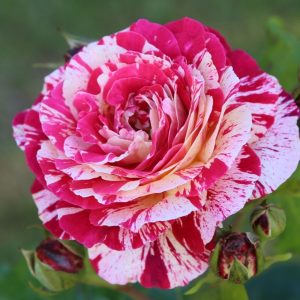 ABRAKADABRA  ®Korhocsel